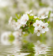 Spring white blossoms.
