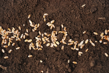 Grain of the wheat on the ground