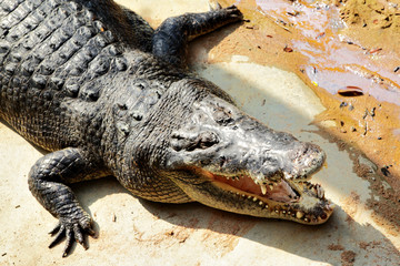 Big crocodile