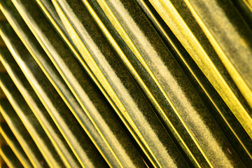 Palm leaf