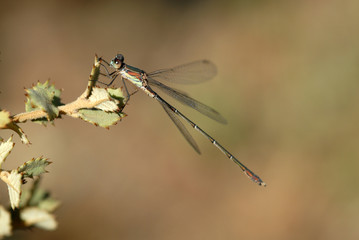 Libélula
