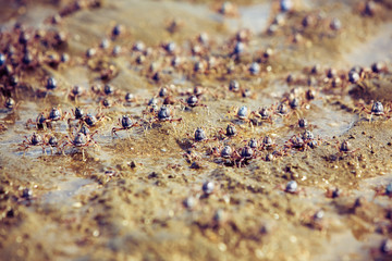 Many little crabs running on the beach