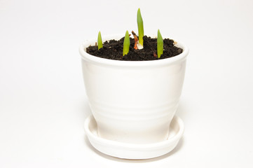 Four green shoots in a white ceramic pot