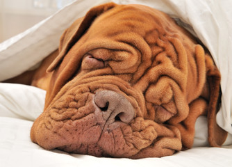 Sweet Dreams