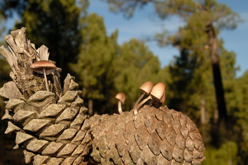 Setas en las piñas