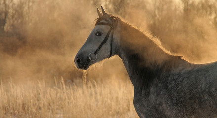Hot horse in the frost