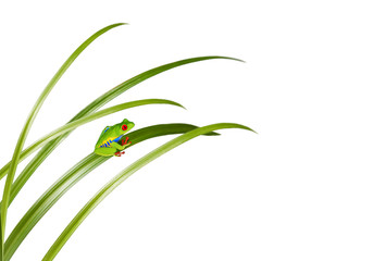 small green frog on a grass leaf