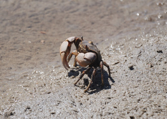 Cangrejo de río