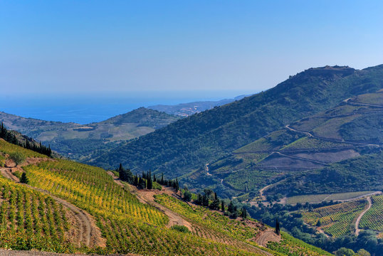 Vignoble au pied des Pyr&eacute;n&eacute;es