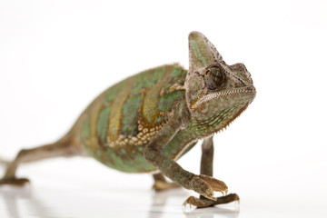 Chameleon isolated over white background