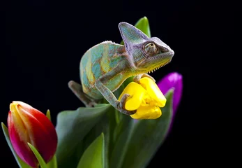 Kussenhoes Flower on chameleon © Sebastian Duda