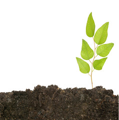 Tree shoot isolated white on  background