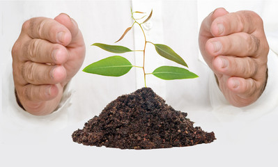 A sprout in hands as a symbol of nature protection