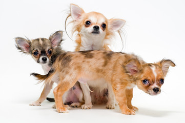 Three dogs of breed chihuahua on a neutral background