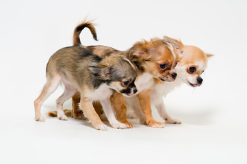 Three dogs of breed chihuahua on a neutral background