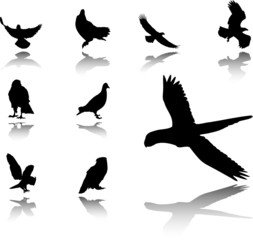 Obraz na płótnie Canvas Set Birds