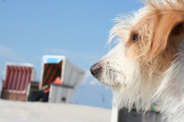 hund am strand