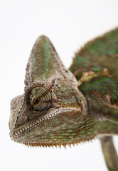 Chameleon isolated over white background