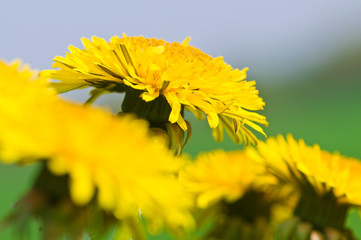 Aufbruchsstimmung, Löwenzahn im Frühling