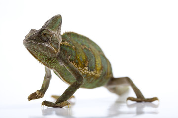 Obraz premium Lizard