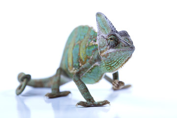 Chameleon isolated on white