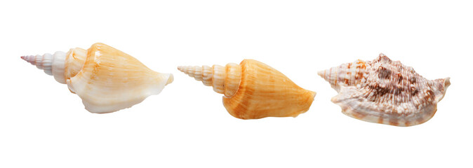 shells