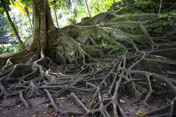 Fototapeta na wymiar Balijski drzewo z wielu korzeni