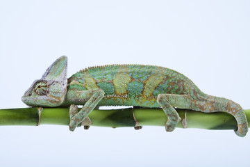 Chameleon isolated on white