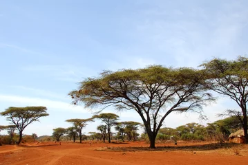 Gordijnen Afrika © africa