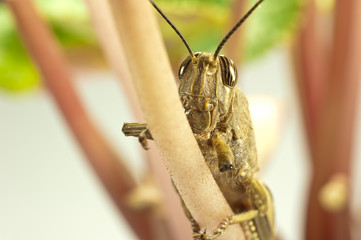 Grasshopper