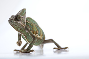 Chameleon isolated over white background