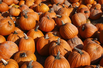 Pile of orange pumpkins