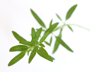 Obraz premium staudenbohnenkraut