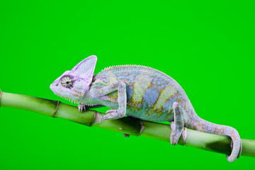 Green chameleon