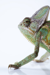 Chameleon isolated over white background
