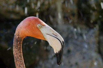 Fototapeta premium Flamand rose