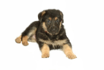 Obraz premium cucciolo pastore tedesco