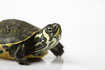 Carapace as a shield of turtle