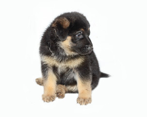 cucciolo pastore tedesco