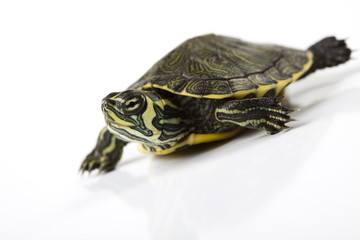 Turtle - isolated on white
