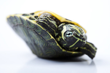 Obraz premium Walking turtle