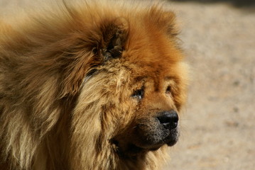 chow-chow