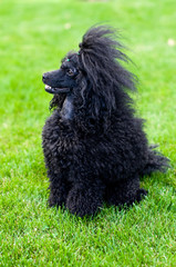 Poodle