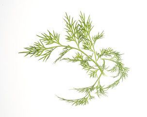 Food leaves over white