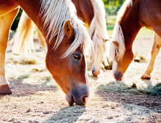 horses grazing oats