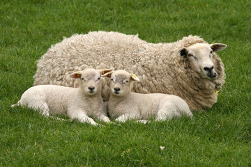 Naklejka na ściany i meble Mother sheep with two little lambs in the grass looking at you