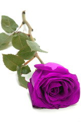Rosa purpura