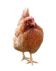 hen