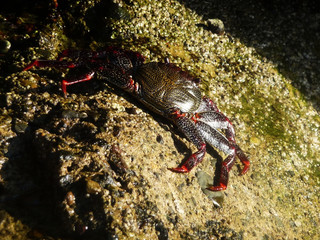 Tropical Crab