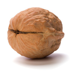 walnut